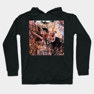 Hapalopus Colombia Pumpkin Patch Tarantula Hoodie